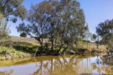 Lifestyle For Sale - NSW - Boorowa - 2586 - Productive Riverfront Grazing at 'Riverview'  (Image 2)