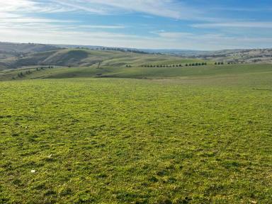 Livestock For Sale - NSW - Golspie - 2580 - Clovelly  (Image 2)