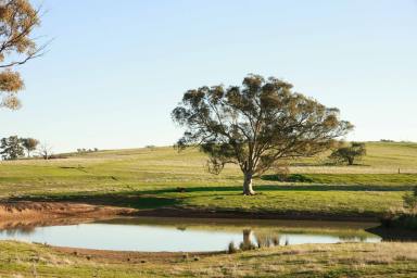 Livestock For Sale - NSW - Binalong - 2584 - Productive South West Slopes Grazing  (Image 2)