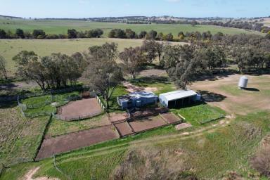 Livestock For Sale - NSW - Binalong - 2584 - Productive South West Slopes Grazing  (Image 2)