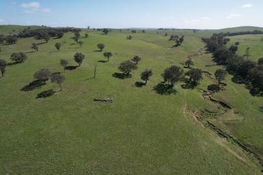 Livestock For Sale - NSW - Binalong - 2584 - Productive South West Slopes Grazing  (Image 2)