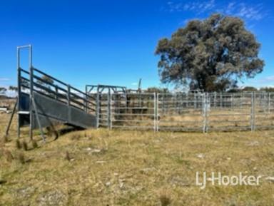 Other (Rural) For Sale - NSW - Inverell - 2360 - 'Round Stone' - Avoid the ongoing stress to find agistment  (Image 2)