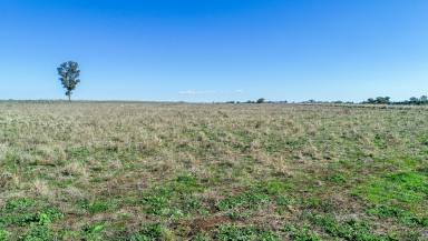 Livestock Sold - NSW - Brocklehurst - 2830 - Part Darralume - Highly fertile self mulching chocolate soils and red soils  (Image 2)