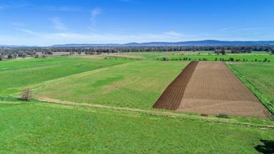 Livestock Sold - NSW - Cowra - 2794 - Raintree Farm - Held by the same family for 190 years  (Image 2)