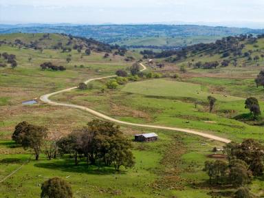 Livestock Auction - NSW - Adjungbilly - 2727 - Scrubbers Bedden - High rainfall & productive grazing country  (Image 2)