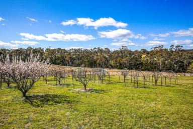 Other (Rural) Sold - NSW - Bungonia - 2580 - BEAUTIFUL HOME ON 27 ACRES, MAINS POWER + SOLAR, HUGE SHED + WORKSHOP,  PERFECT FOR A FAMILY LOOKING FOR A LIFESTYLE CHANGE,  AMAZING VIEWS.  (Image 2)