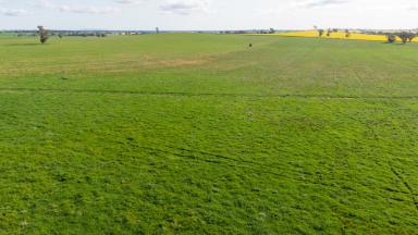 Mixed Farming For Sale - NSW - Coolamon - 2701 - Carbon Rich Mixed Farming Investment  (Image 2)