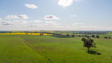 Mixed Farming For Sale - NSW - Coolamon - 2701 - Carbon Rich Mixed Farming Investment  (Image 2)