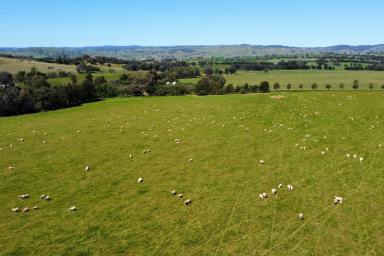 Mixed Farming For Sale - NSW - Woodstock - 2793 - HEAVY RED BASALT COUNTRY, HIGH RAINFALL & EXCELLENT INFRASTRUCTURE  (Image 2)