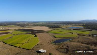 Cropping For Sale - QLD - McIlwraith - 4671 - Generational Farm - Fertile Soil - Lots of Water  (Image 2)