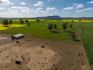 Mixed Farming For Sale - NSW - Piney Range - 2810 - Mixed Farming Opportunity  (Image 2)