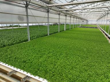 Cropping For Sale - QLD - Harrisville - 4307 - Commercial Hydroponic Opportunity  (Image 2)