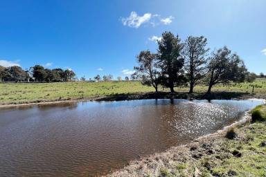 Livestock Sold - NSW - Goulburn - 2580 - Nearly 50 acres, Breathtaking Valley & Mountain Views, 4BR, Newly Renovated, Double Garage + Workshop, Shearing Shed, Dam, Power, Grazing Land.  (Image 2)