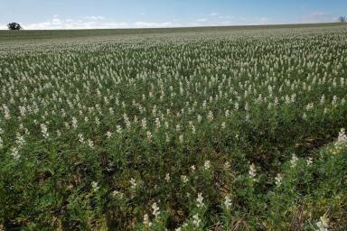 Cropping For Sale - WA - Coorow - 6515 - A Mixed Dryland Cropping & Livestock Opportunity  (Image 2)