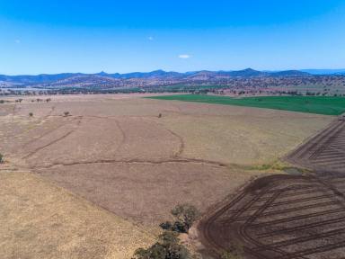 Livestock Sold - NSW - Parraweena - 2339 - Arable Grazing Opportunity in a Tightly Held Region  (Image 2)