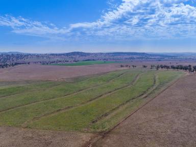Livestock Sold - NSW - Parraweena - 2339 - Arable Grazing Opportunity in a Tightly Held Region  (Image 2)