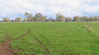 Other (Rural) Auction - SA - Penola - 5277 - Contact Agent  (Image 2)