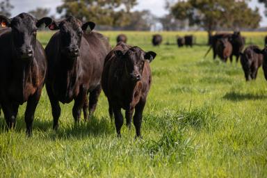 Other (Rural) Sold - SA - Naracoorte - 5271 - Absolute Prime Grazing/Cropping Opportunity  (Image 2)