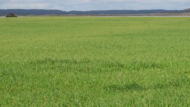 Other (Rural) For Sale - SA - Nora Creina - 5276 - RENOVATED HOME + LOW MANAGEMENT GRAZING  (Image 2)