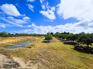 Lifestyle For Sale - QLD - Mareeba - 4880 - THE IDEAL LIFSTYLE PROPERTY WITH SIDE INCOME  (Image 2)