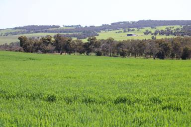 Cropping For Sale - WA - Arthur River - 6315 - "Whartons"  (Image 2)