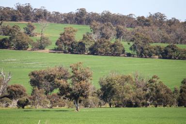Cropping For Sale - WA - Arthur River - 6315 - "Whartons"  (Image 2)