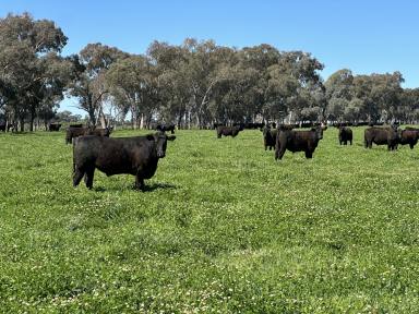 Mixed Farming Sold - NSW - Holbrook - 2644 - Maybank  (Image 2)
