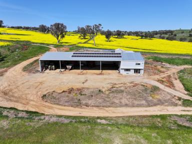 Mixed Farming Sold - NSW - Berthong - 2594 - Littlebrook  (Image 2)