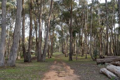 Acreage/Semi-rural Sold - VIC - Strathbogie - 3666 - "Fossil Downs"  (Image 2)