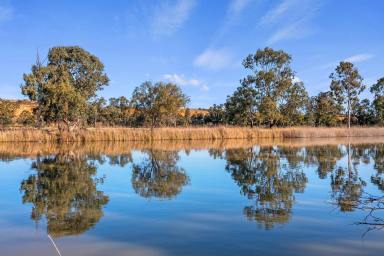 Lifestyle Sold - SA - Wongulla - 5238 - Two titles, 18.6 Ha (46 acres), Views, 8ML of Transferable Water Licence, Workshop/Storage, Murray River frontage  (Image 2)