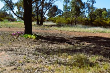 Residential Block Sold - NSW - Coolamon - 2701 - RARE BLOCK WITH EXCEPTIONAL VIEWS  (Image 2)