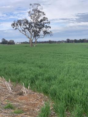 Mixed Farming Sold - VIC - Rochester - 3561 - Lot 1 - Finest quality soils.  (Image 2)