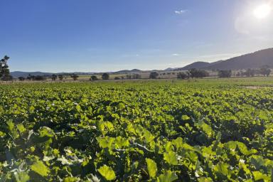 Mixed Farming Sold - NSW - Eugowra - 2806 - 1,210Acres of Reliable, Farming & Grazing!  (Image 2)
