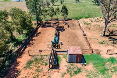 Mixed Farming Sold - NSW - Eugowra - 2806 - 1,210Acres of Reliable, Farming & Grazing!  (Image 2)