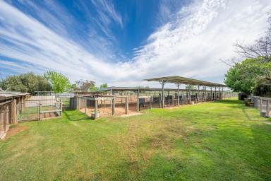 House For Sale - VIC - Shepparton East - 3631 - Pristine Greyhound Breeding & Training Facility  (Image 2)