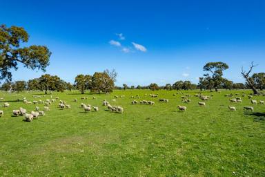 Mixed Farming For Sale - VIC - Middle Creek - 3375 - DELIGHTFUL QUALITY WESTERN VICTORIA COUNTRY  (Image 2)