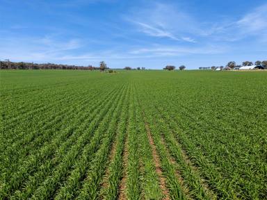 Mixed Farming For Sale - VIC - Woodvale - 3556 - Leichardt District - 1,393 acres - as a whole or 3 separate allotments  (Image 2)