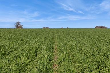 Mixed Farming For Sale - VIC - Woodvale - 3556 - Leichardt District - 1,393 acres - as a whole or 3 separate allotments  (Image 2)