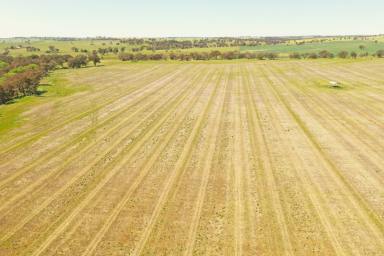Mixed Farming For Sale - NSW - Young - 2594 - Prime Rural Block with Lifestyle Subdivision Potential  (Image 2)