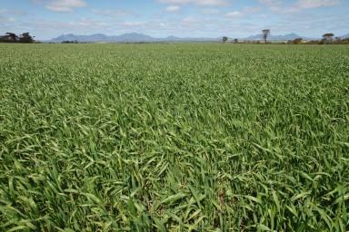 Cropping Sold - WA - Borden - 6338 - Premium Dryland Cropping Opportunity  (Image 2)