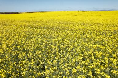Cropping For Sale - WA - Borden - 6338 - Premium Dryland Cropping Opportunity  (Image 2)