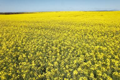 Cropping Sold - WA - Borden - 6338 - Premium Dryland Cropping Opportunity  (Image 2)