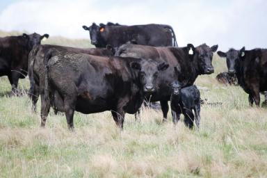 Livestock For Sale - NSW - Yass - 2582 - Oakdale  (Image 2)