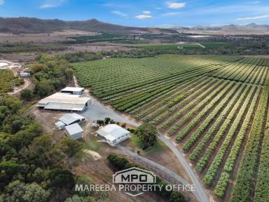 Horticulture For Sale - QLD - Dimbulah - 4872 - TIME FOR A TREE CHANGE - COMMERCIAL ORCHARD  (Image 2)