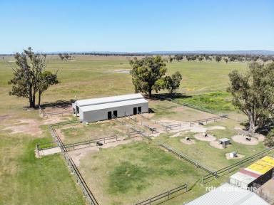 Mixed Farming For Sale - NSW - Inverell - 2360 - HORSE FACILITIES, SPACIOUS HOME & SHEDS!  (Image 2)