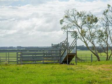 Mixed Farming Sold - VIC - Macarthur - 3286 - "Innisdale" 222.90 Acres - 90.20 Hectares  (Image 2)