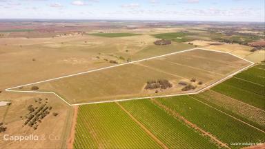 Other (Rural) For Sale - NSW - Stanbridge - 2705 - EX - VINEYARD WITH POWER & WATER ACCESS  (Image 2)