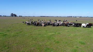 Cropping For Sale - VIC - Wunghnu - 3635 - WUNGHNU CROPPING/GRAZING LAND  (Image 2)