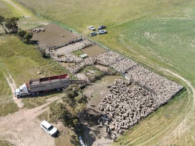 Mixed Farming For Sale - SA - Coonalpyn - 5265 - TWO TITLES IN A SAFE 17 INCH AREA CATTLE, SHEEP & CROPPING COUNTRY WITH HUGE SCOPE TO CLAY & DELVE  (Image 2)