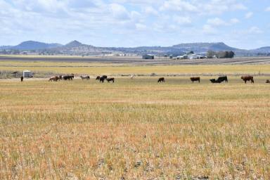 Mixed Farming Sold - QLD - Yalangur - 4352 - VALLEY VIEW 
When Quality Country, Versatility, Privacy, Views and an Irrigation License count  (Image 2)